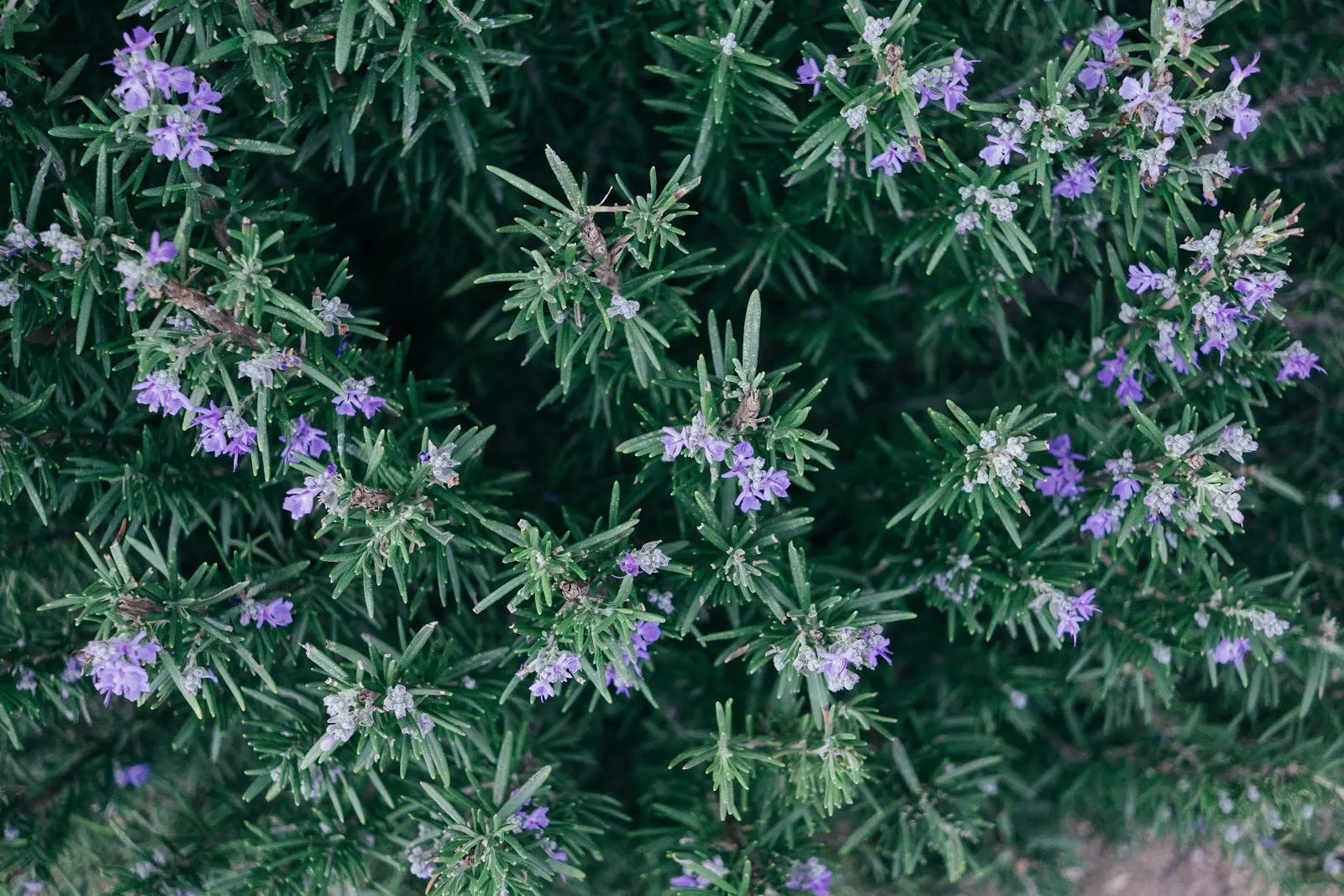 Antioxidants in Natural Skincare Natural Skincare Ingredients
