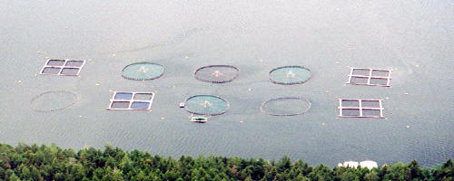 Fish Farm 1